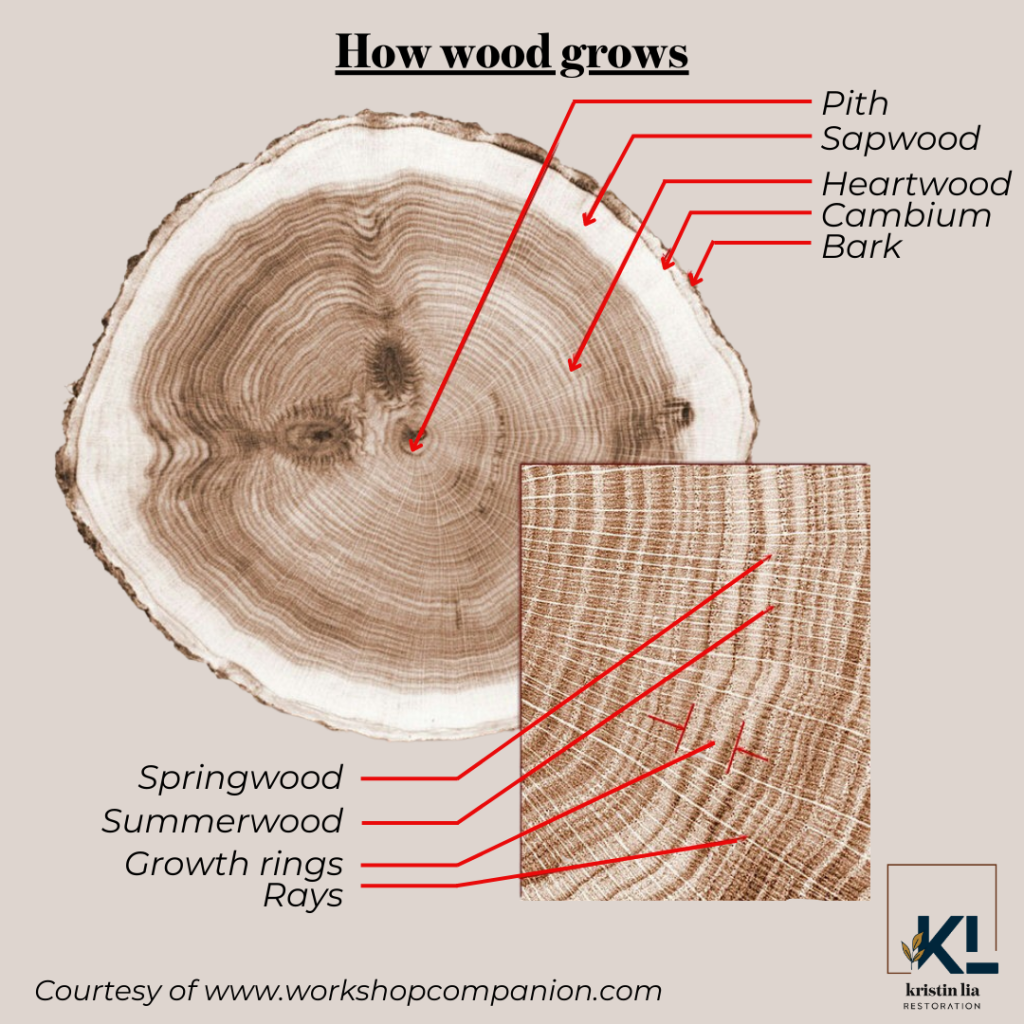 visual illustration of how wood grows